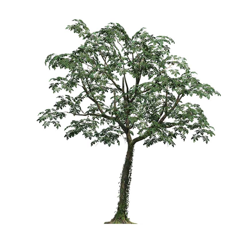 Dalbergia sissoo - Rosewood Tree